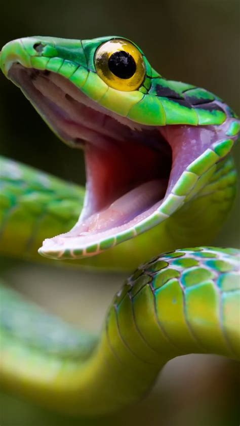 snakes with no teeth