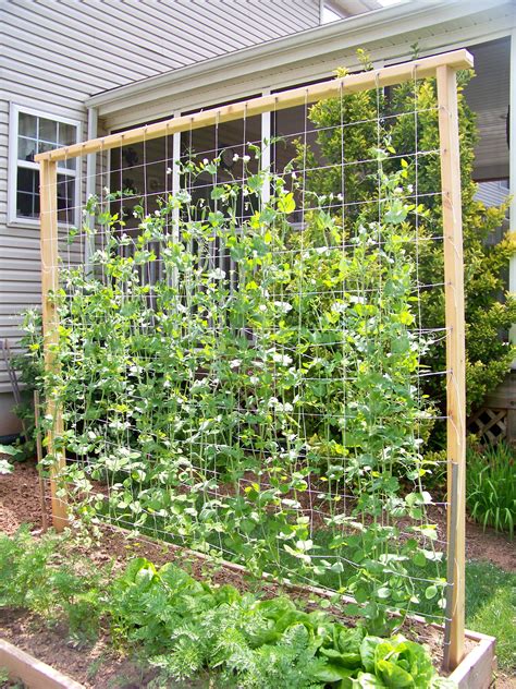 Snap Pea Trellis