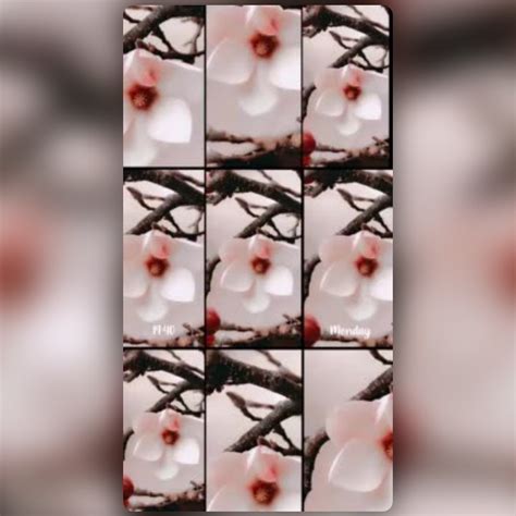 snapchat pictures blossom