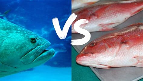snapper vs grouper taste