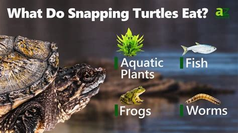 Snapping Turtle Food