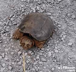 Snapping Turtle Gif