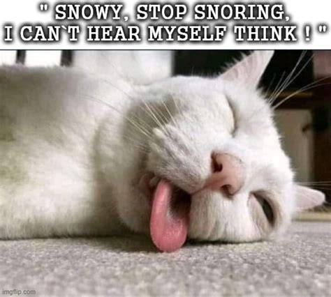 snoring cat meme