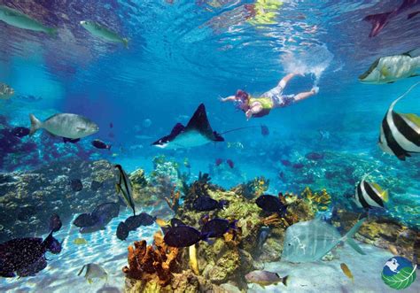snorkeling costa rica caribbean