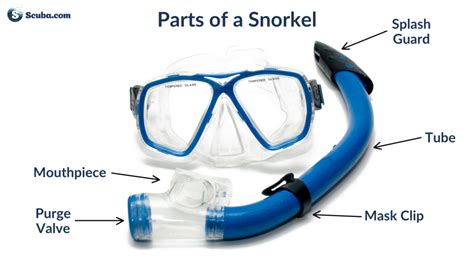 snorkeling guide pointing