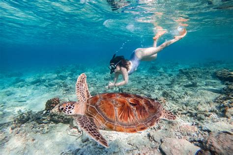 snorkeling with turtles