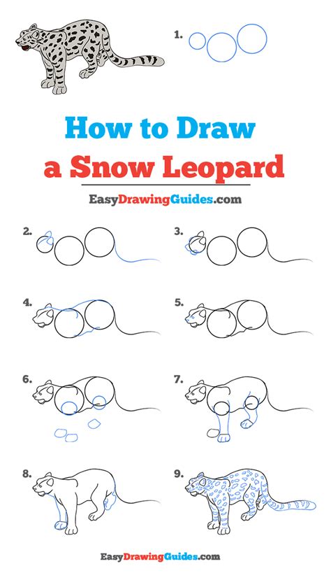 How to draw a snow leopard Snow leopard drawing, Leopard