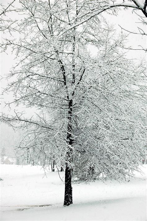 snow covered trees