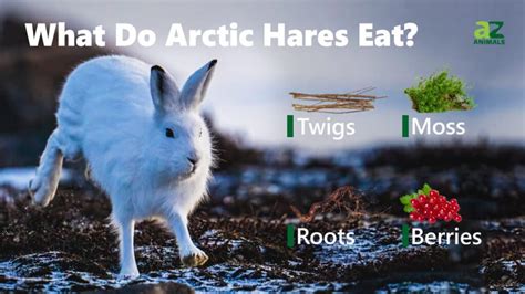 Snow Hare Diet