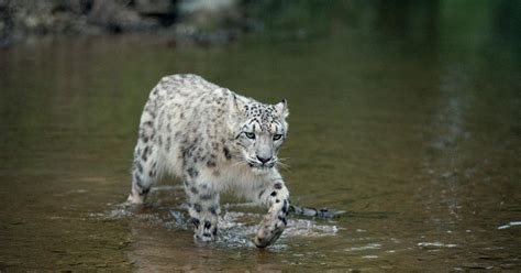 snow leopard endangered status