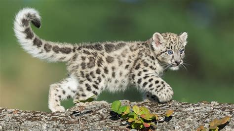 snow leopard facts and information