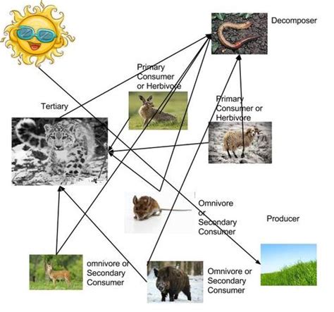 snow leopard food web