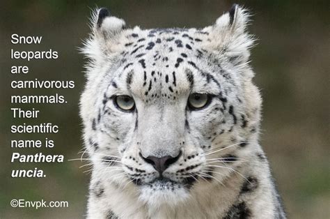 snow leopard fun fact