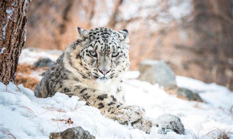 snow leopard habitat conservation