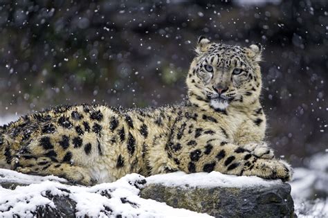 snow leopard in snow pictures