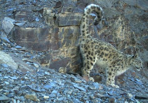 snow leopard main threats