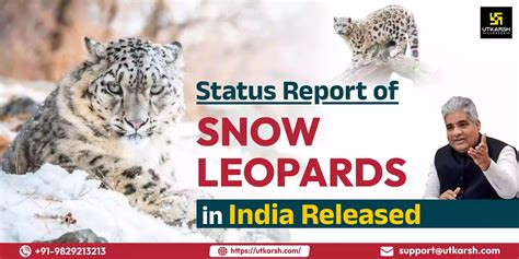 snow leopard population india