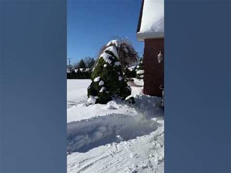 Snow Melting Buffalo