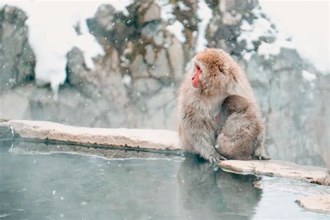 snow monkey park seasons