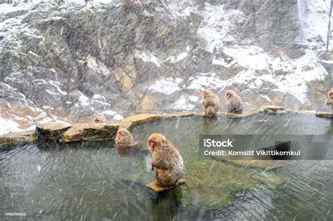 snow monkeys soaking