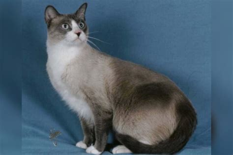 Snowshoe Cat Color Patterns