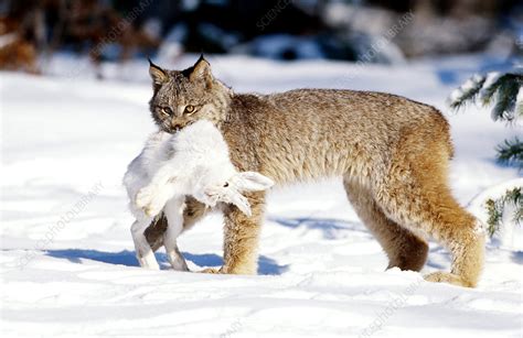 Snowshoe Hare Predator Prey
