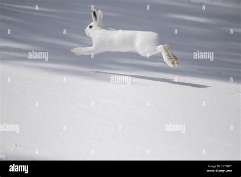 Snowshoe Hare Running