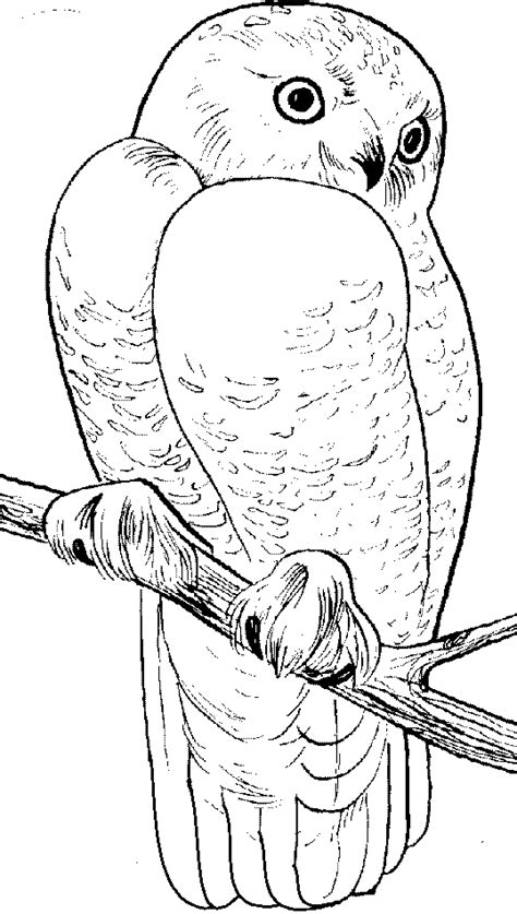 snowy owls coloring pages