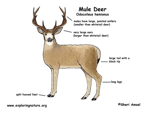 social organization of mule deer