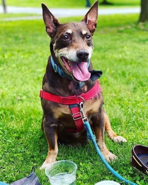 Socializing a Doberman Corgi Mix