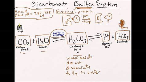 sodium bicarbonate buffer system