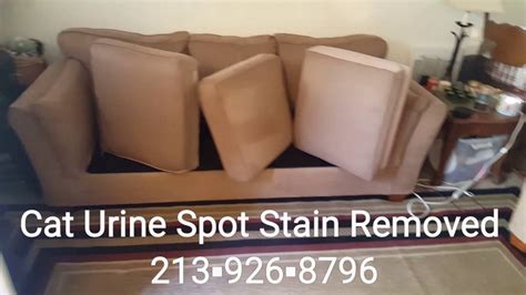 Sofa Cleaning Cat Urine