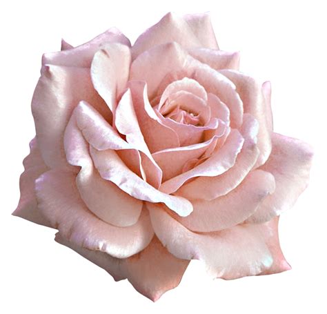 soft pink roses png