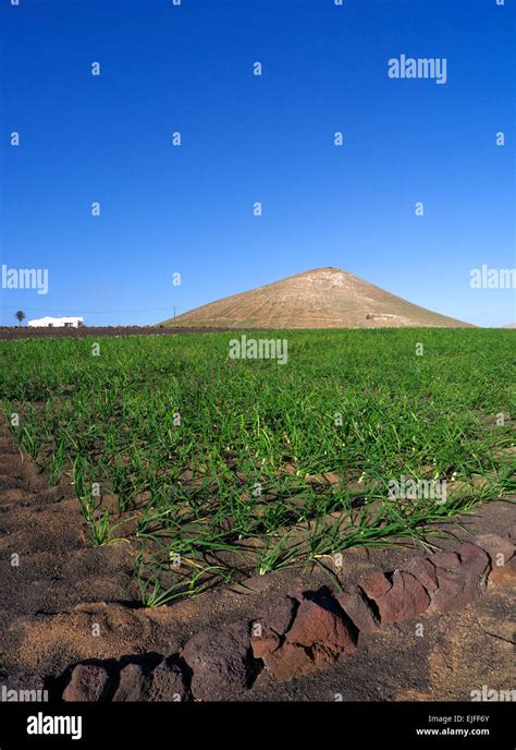 Soil Fertile Volcano
