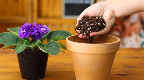soil for african violets