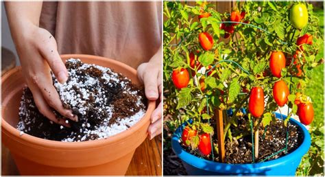 soil for container tomatoes