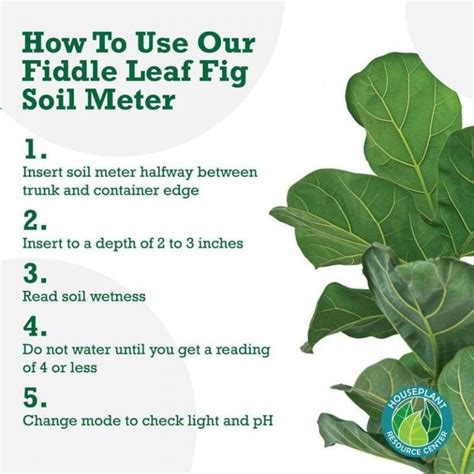Soil Moisture For Fiddle Leaf Fig
