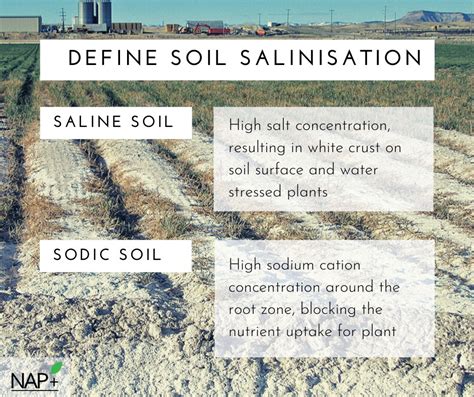soil salinization definition ap human geography