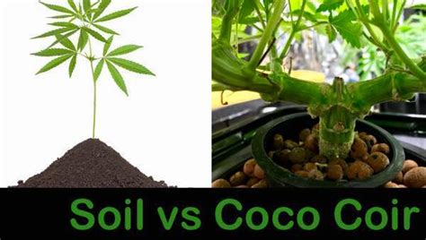 soil vs coco cannabis