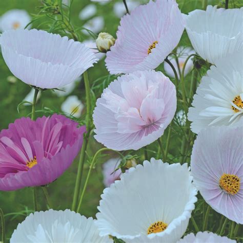 Soil Issues with Cupcake Blush Cosmos