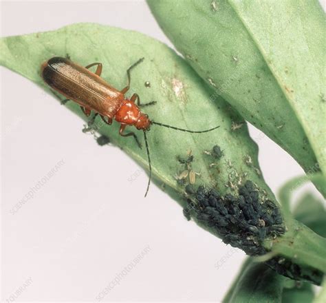 Soldier Beetle And Aphids