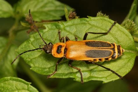 Soldier Beetle Information