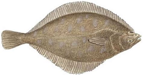 Sole Fish Definition