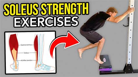 Soleus Exercises Bodybuilding