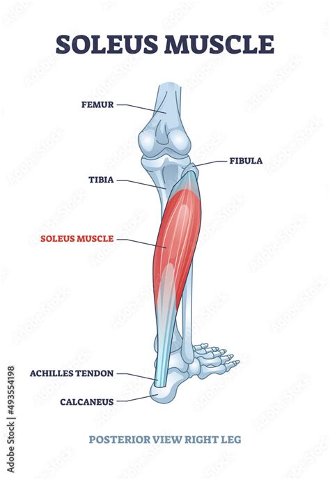 Soleus Labeled