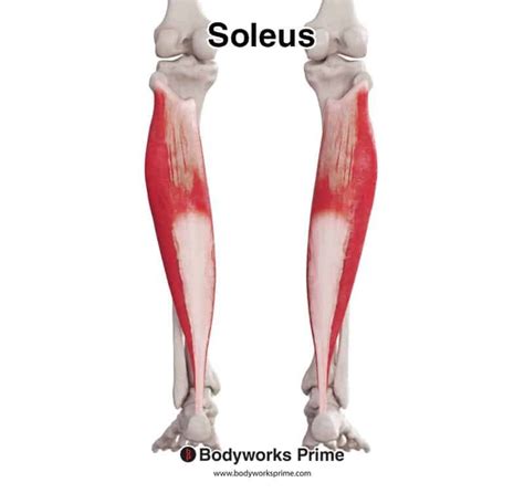 Soleus Muscle When Running