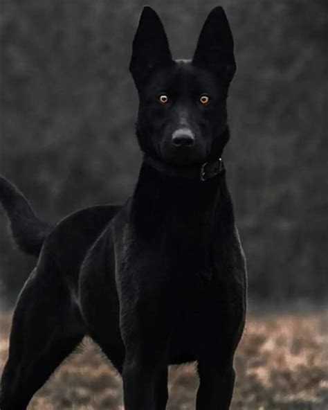 solid black belgian malinois