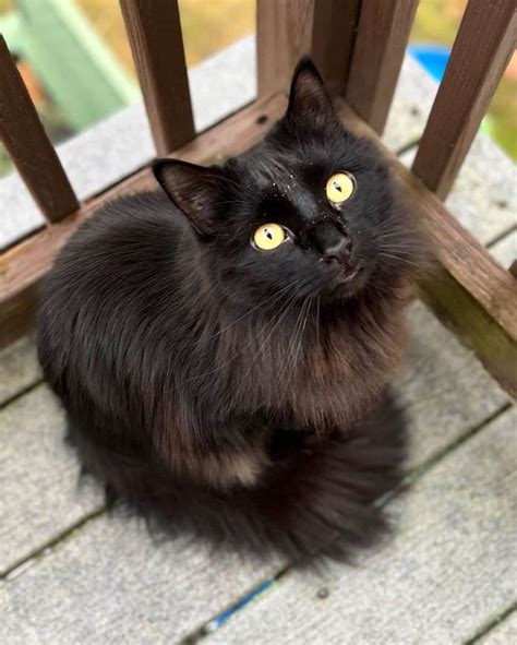 solid black ragdoll cat