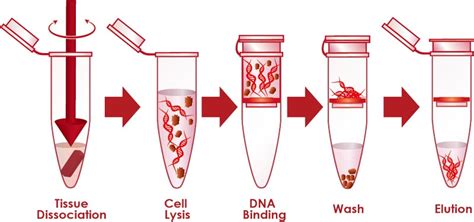 Solid Phase Extraction Of Dna