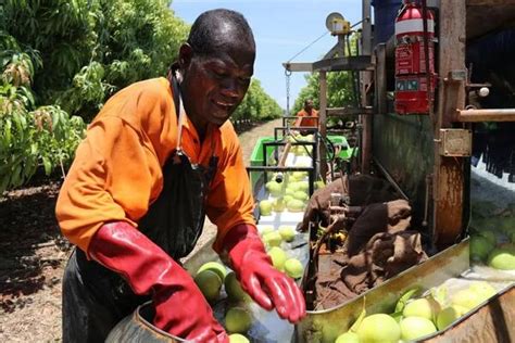 solomon islands seasonal work